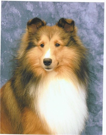 Windsong shelties sales
